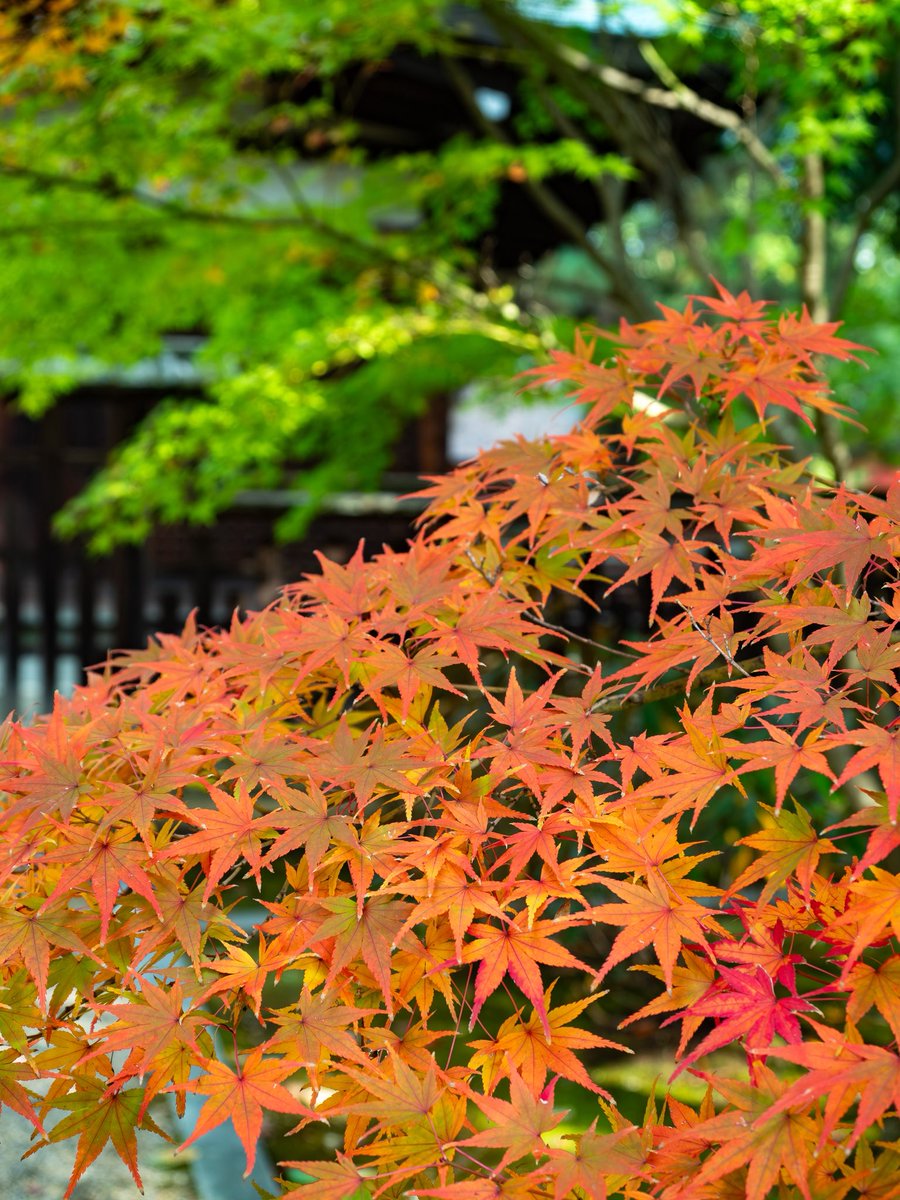 500px_jp autumn