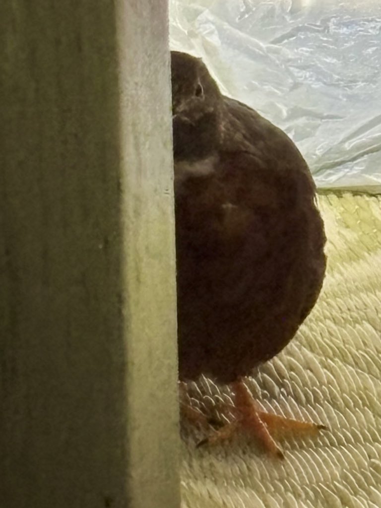 ポポチョロ🐦💨 (@1b4fc39ec9e04d3) / Posts / X