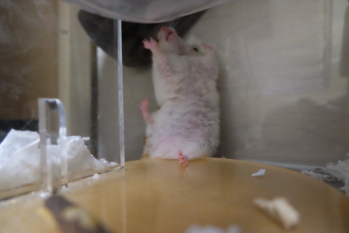 一枚目…幕が降りるまで緊張していた私 二枚目以降…HANAちゃんたち