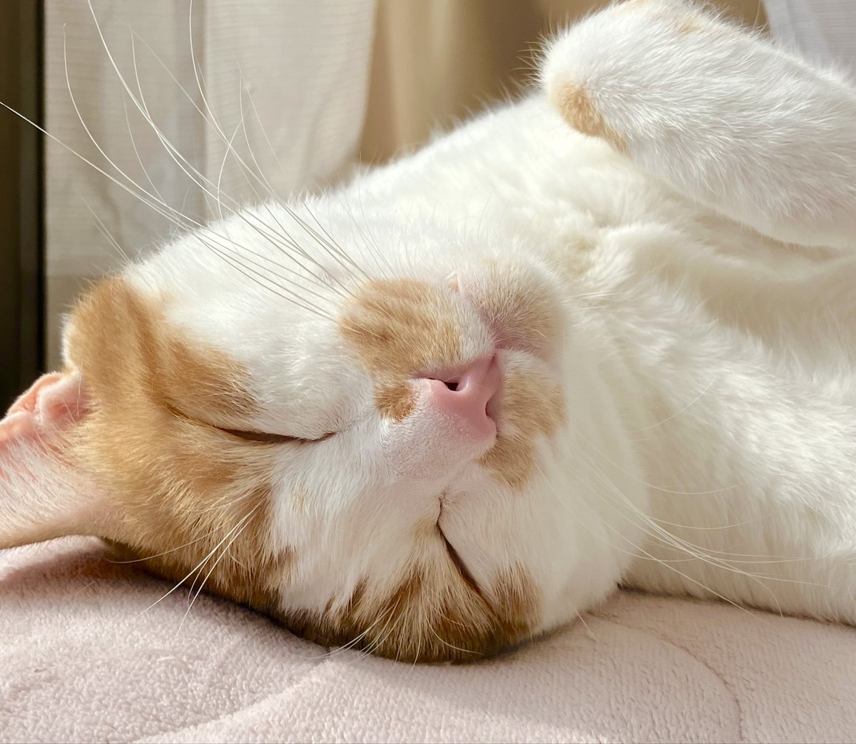 今日もごろろん🐱☀️

#猫好きさんと繋がりたい 
#猫のいる暮らし