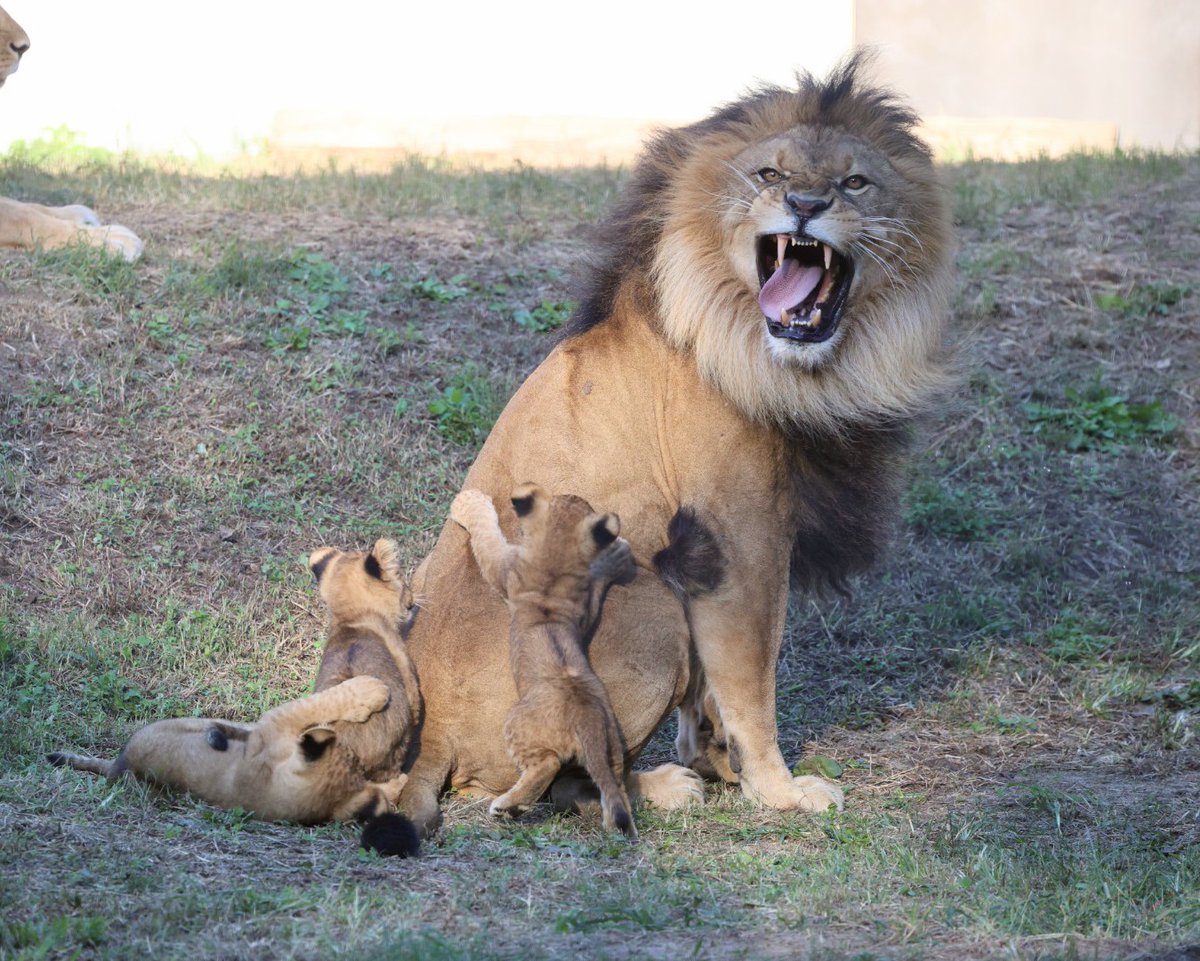 みんなで襲えば怖くない✨ ＃のんほいパーク ＃ライオン