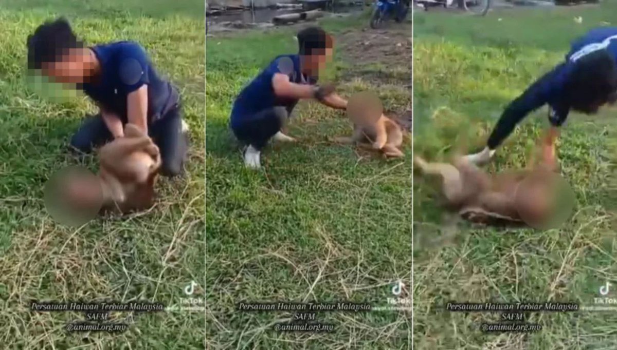 The Stray Animal Foundation of Malaysia has urged Perhilitan to take action after a video emerged showing a monkey being abused in Kelantan.

The footage reportedly shows an individual repeatedly slapping and hitting the chained monkey as it struggles to escape, reports NST. 

🧵