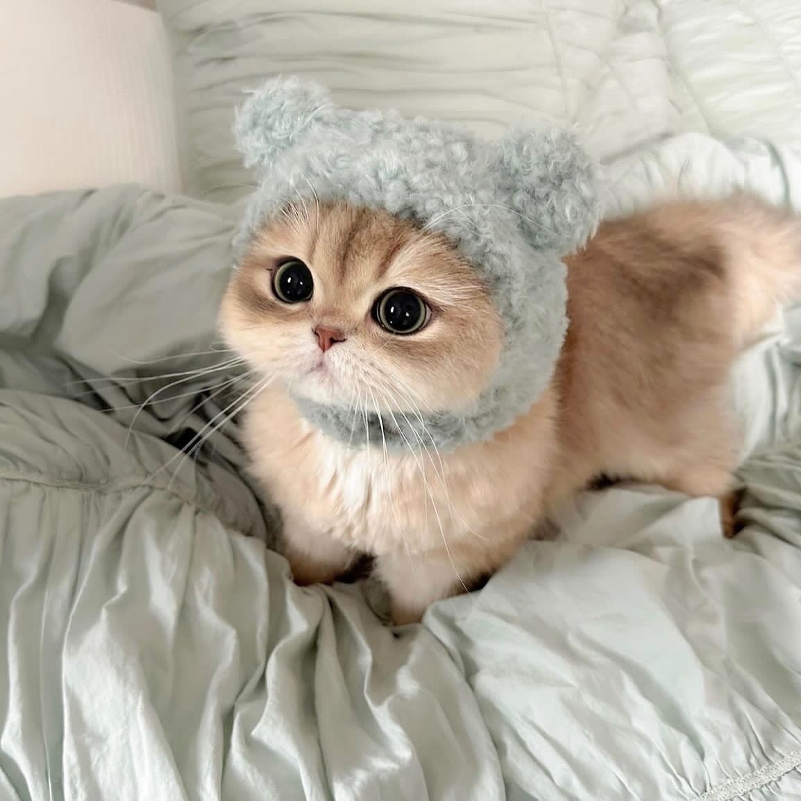 CuteCatsMagic's tweet image. 