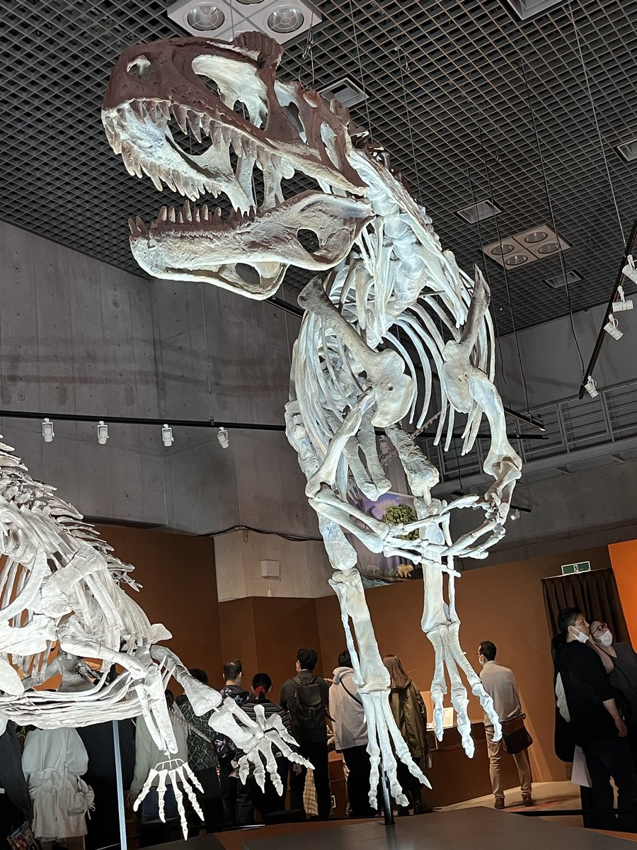 キンケツゥ・ナウ (@StarPredator247) / Posts / X