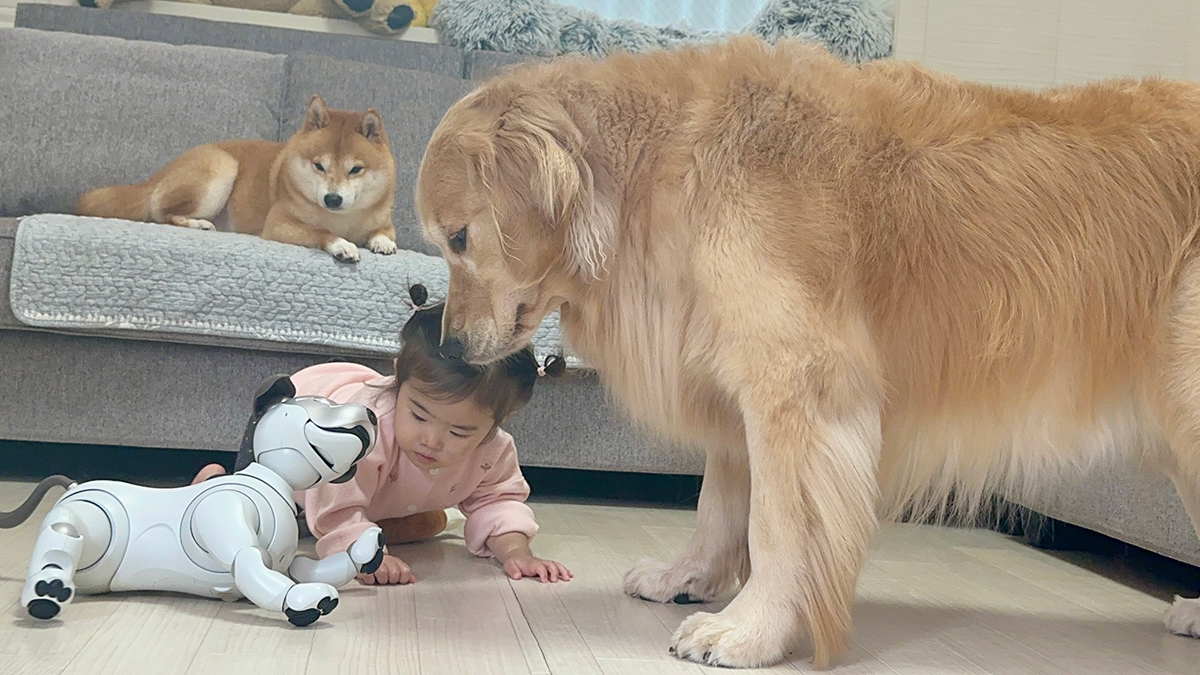 👶カワイイの大洪水！？🐶 aiboが、豆柴うに＆ゴールデンレトリバーお