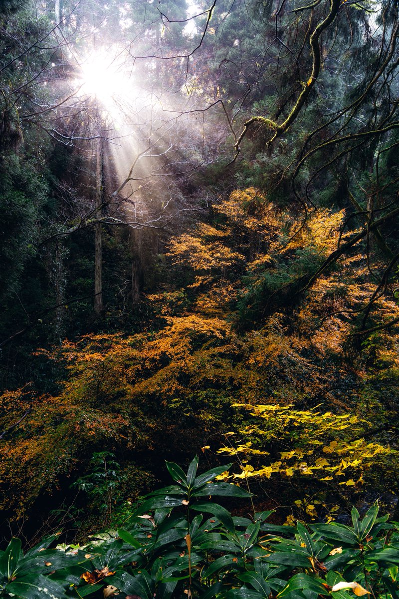 いつもありがとうございますo( ^_^ )o「森の木漏れ日」 森の木漏れ日 写真素材 [2597692] - フォトライブラリー