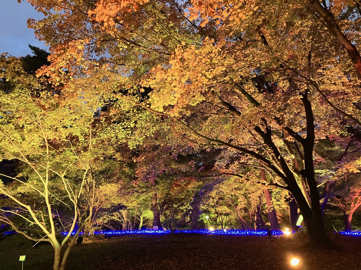 ＼森林公園駅長のつぶやき🍁／

国営武蔵丘陵森林公園では、本日11月14日から11月30日まで「光と森のStory」第２章「紅葉見ナイト」が開催されています✨

本日、早速行ってきました😀！
イルミネーションやライトアップとてもキレイです✨
みなさんもぜひ❗行ってみてください‼️
