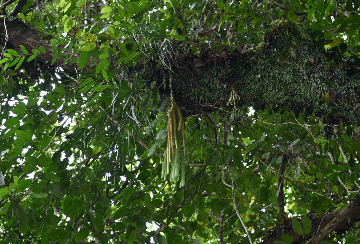 kkf・ふち (@kkfagito) / Posts / X