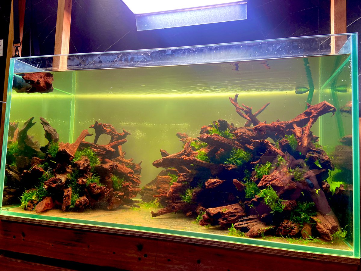 JBcodeREBECCA1's tweet image. エキノドルスの仕込みをして、モスを詰め込みました✨

しばらく水を回してからブセを入れます✨

#JB #アクア　#水草水槽　#埼玉　#川越
#裏の小部屋