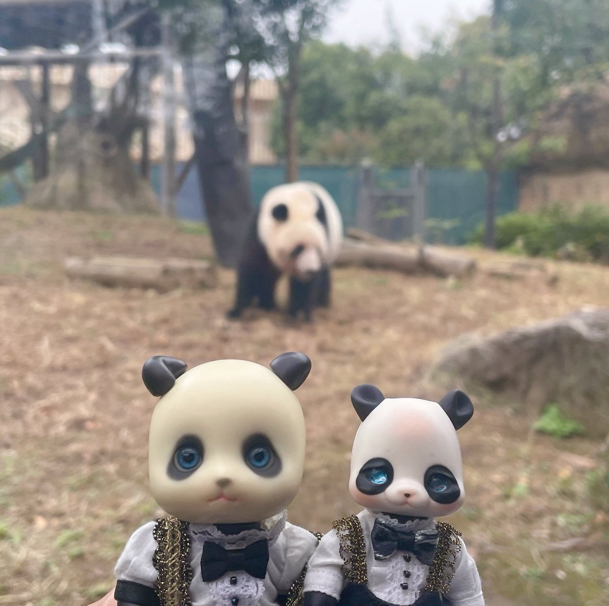 Knyan280's tweet image. パンダに会いに行ってきました🐼 #旅こぐま #poi #pandy