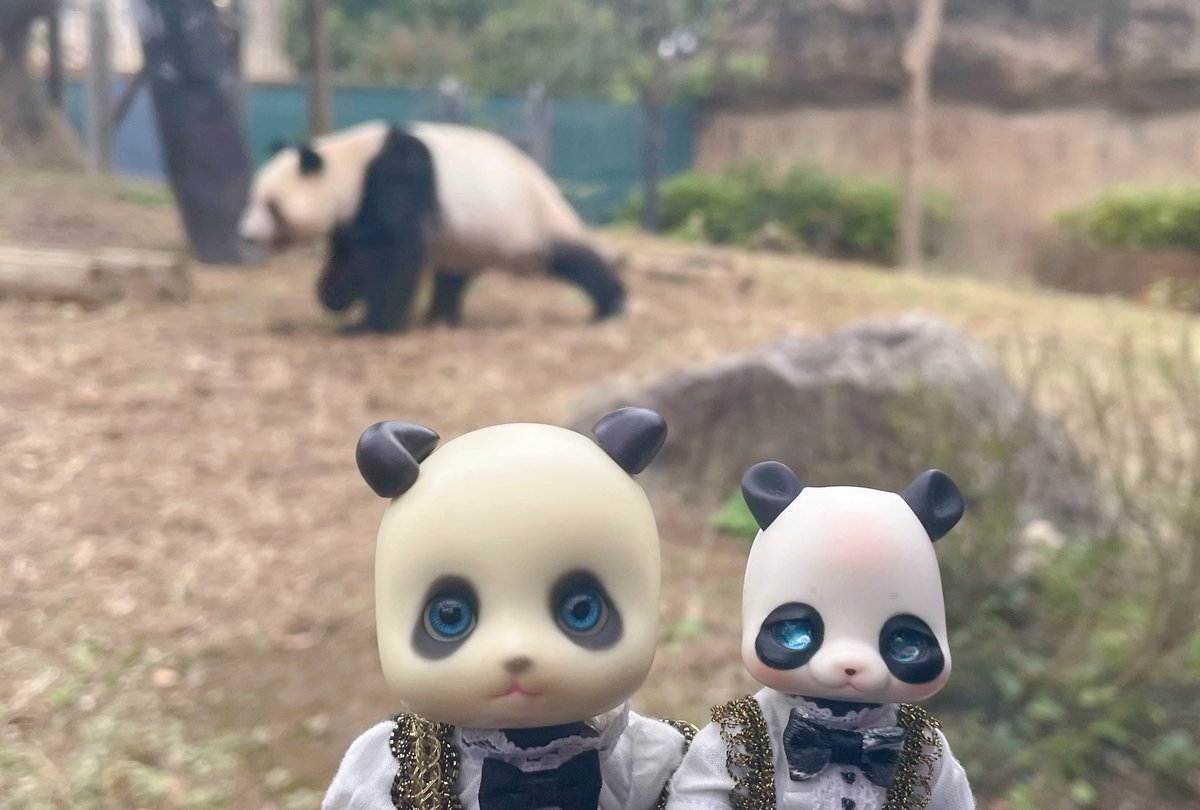 Knyan280's tweet image. パンダに会いに行ってきました🐼 #旅こぐま #poi #pandy