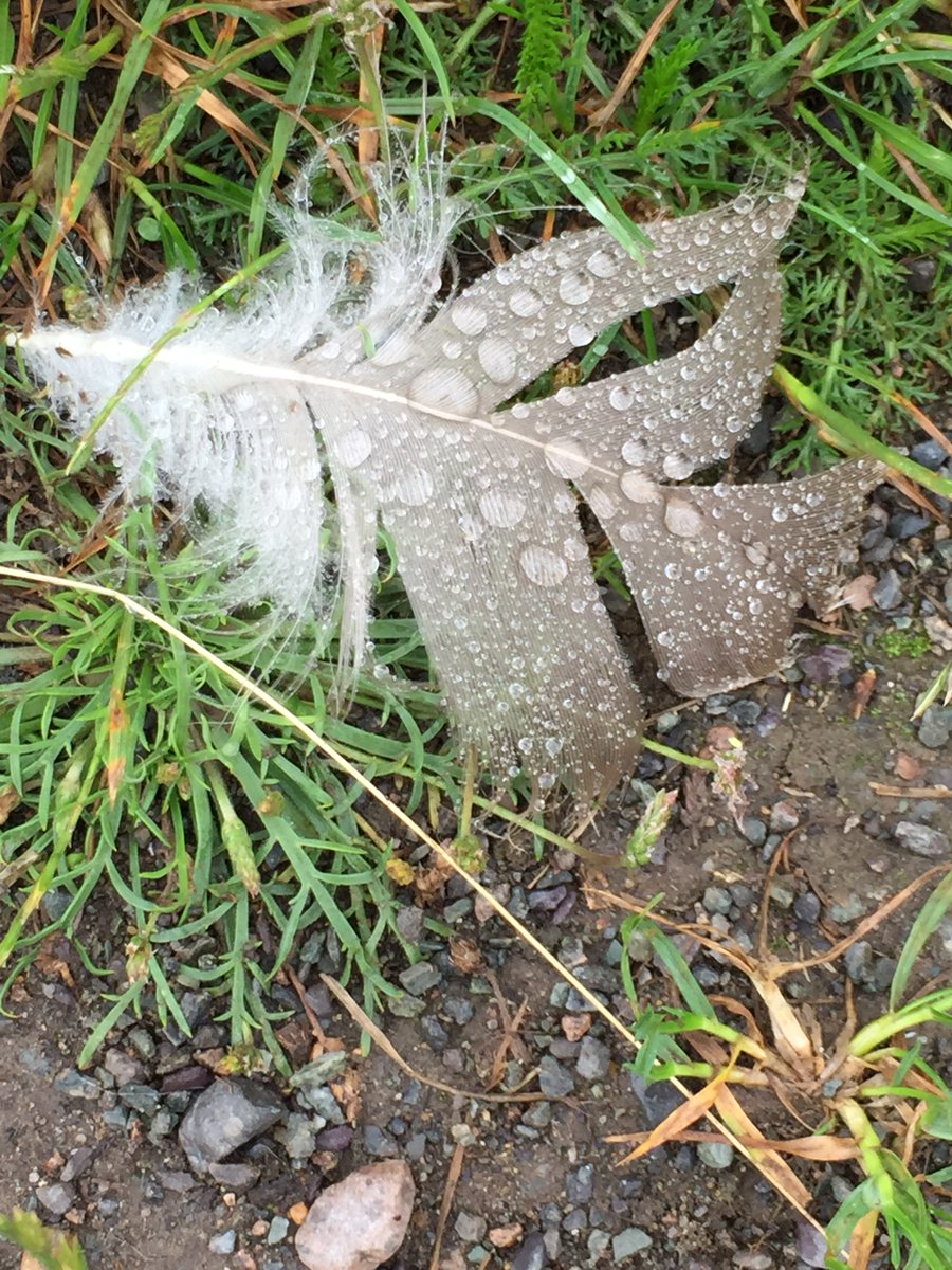 What would the world be, once bereft 
Of wet and of wildness? Let them be left, 
O let them be left, wildness and wet; 
Long live the weeds and the wilderness yet.
Inversnaid, Gerard Manley Hopkins