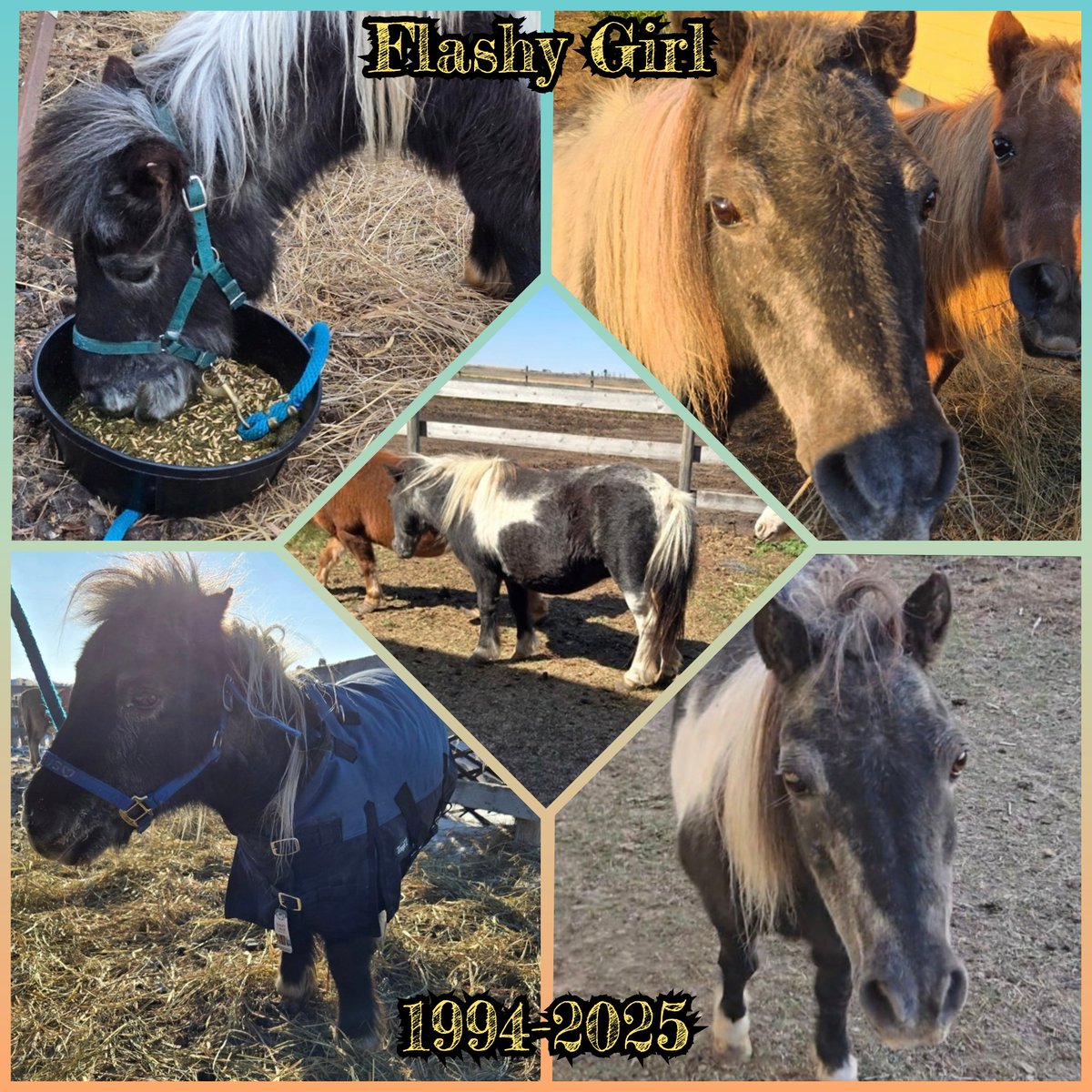 This fall has been a difficult one here at the sanctuary. With so many very old Littles in our care, we have to make difficult decisions going into winter. Our beautiful Flashy Girl was 31 years old this year, and had major issues with one of her hips. Last winter was difficult+