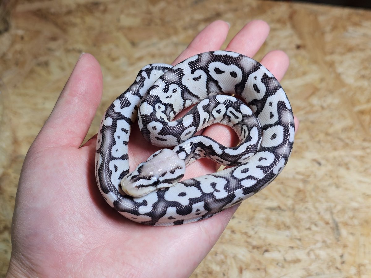 🔥ボールパイソン入荷🔥 全て25年CBの個体が50匹程きてきます！ 激アツ