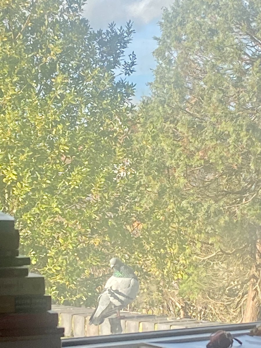 “I am glad you love the blossoms so well. I hope you love birds, too.”

~ Emily Dickinson, Letters