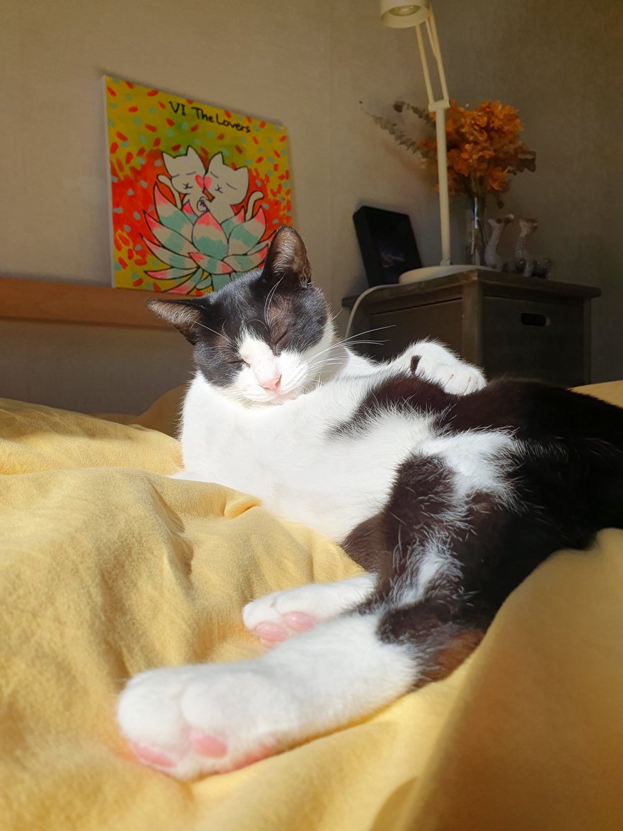 그루밍 하다 이렇게 잠이 들 수도 있구나 ㅋㅋㅋ  #입양은면봉씨 #고양이입양 #사지말고입양하세요