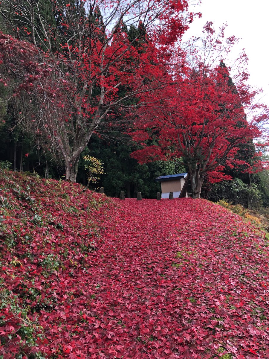 superflower72's tweet photo. RED https://t.co/VJdRR8SQoq