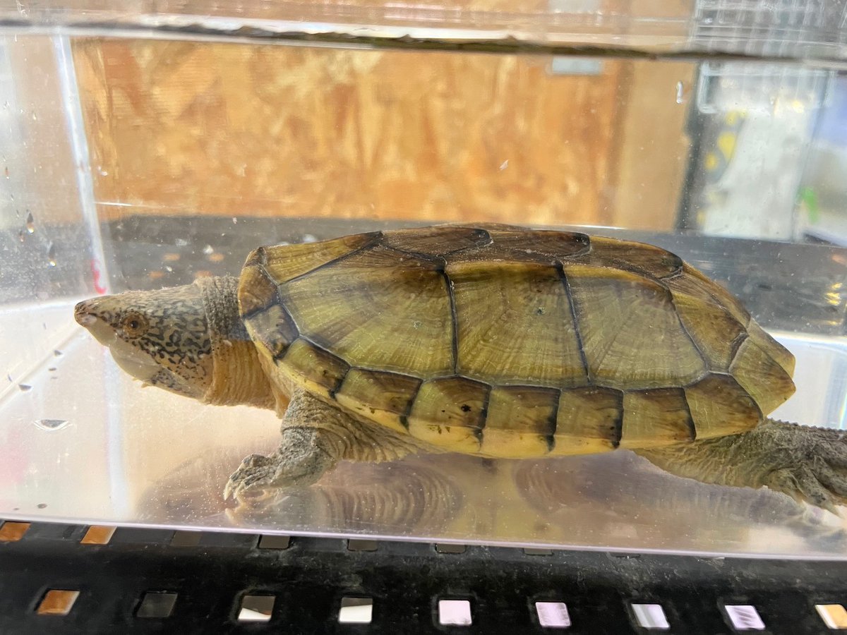 ✨入荷✨

・サルヴィンオオニオイガメ
かな〜り久しぶりの入荷です！
しかも！非の打ち所がない超美麗個体です!!!!✮*｡ﾟ

電話、メールでのお問い合わせお待ちしてます❗️
よろしくお願いします☀️