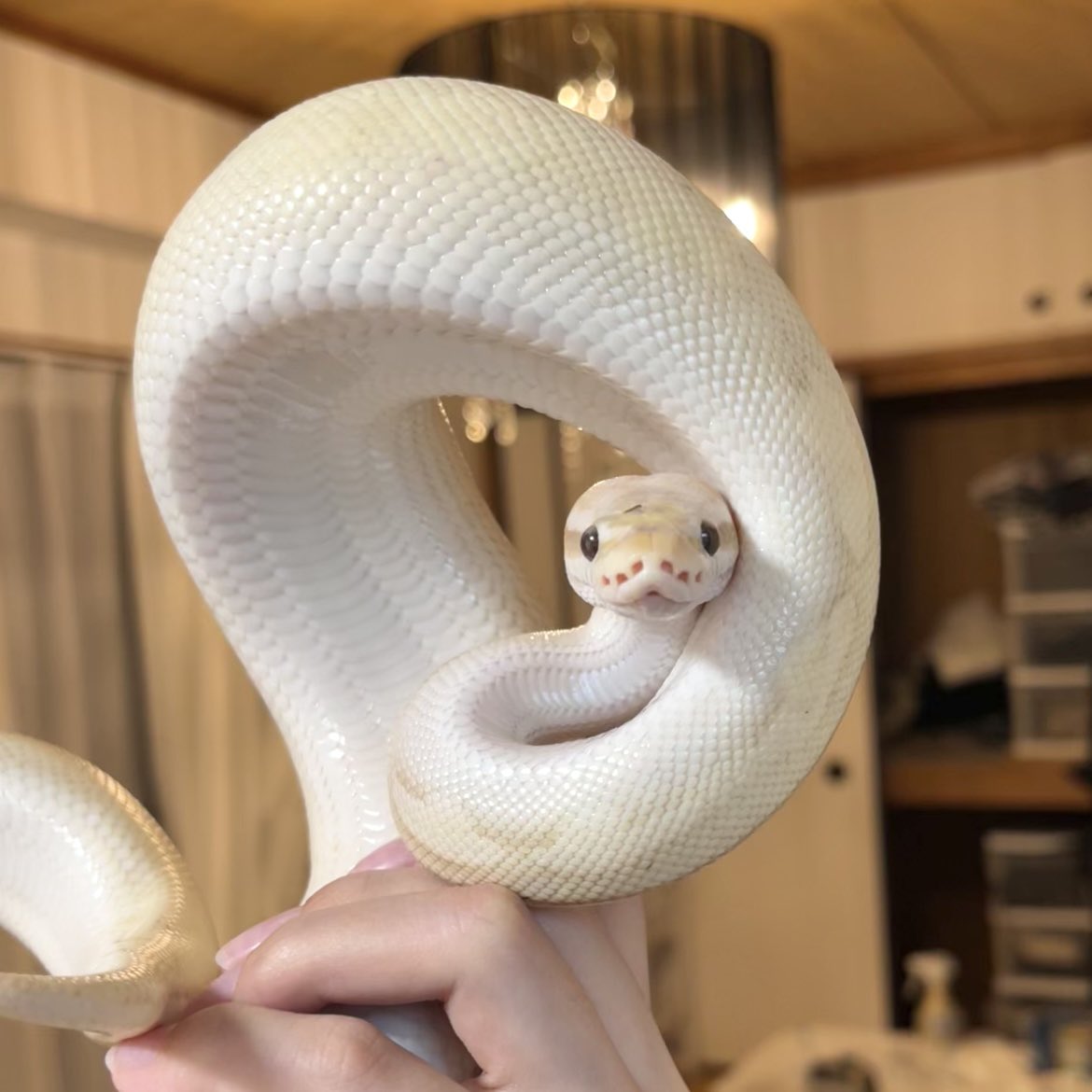 Plumecey's tweet image. なにそれ

 #ボールパイソン