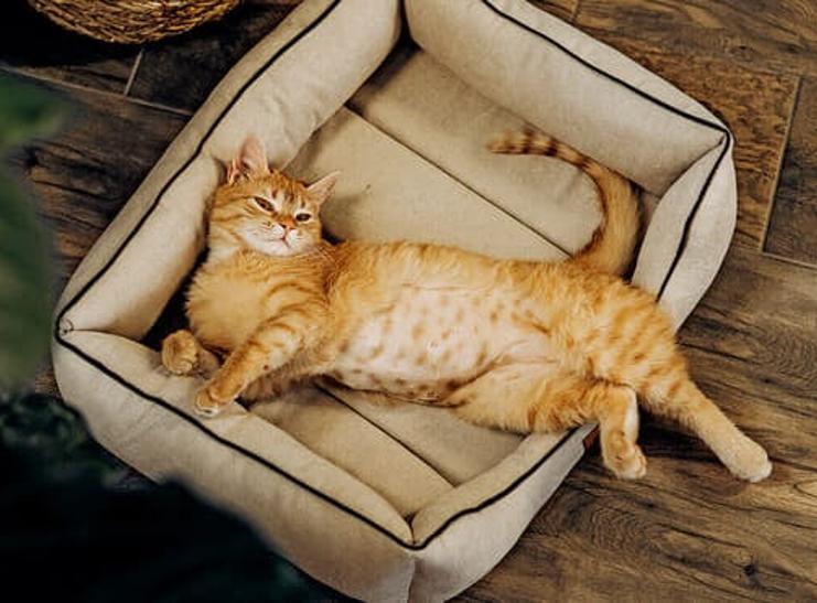 𝙎𝙢𝙤𝙠𝙚𝙧𝙨 ニコパフ業界最安値💎 (@clubdecarta) / Posts / X