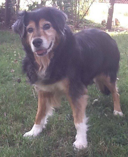 Nick turned 19 today. Doesn't he look great for his age? Dogs are family 💞🦮