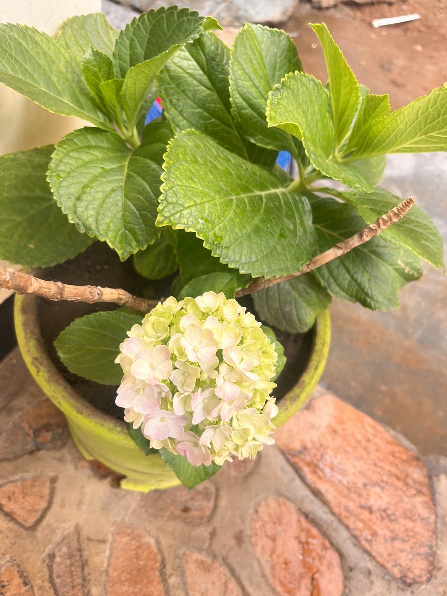 Ndinu otopesa tweet media