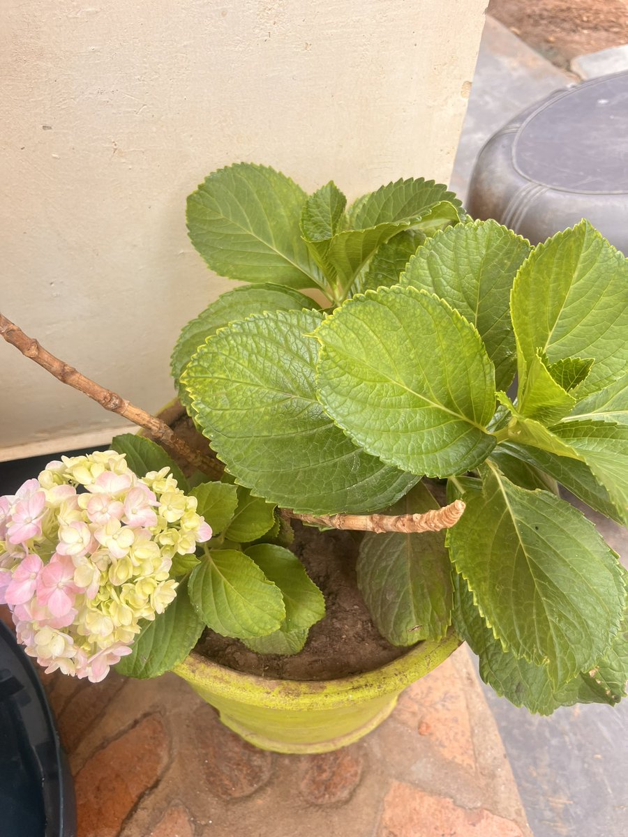 Ndinu otopesa tweet media