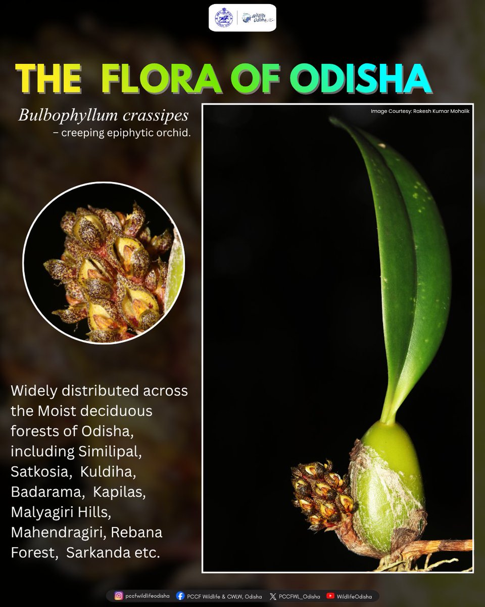 PCCFWL_Odisha's tweet photo. The Flora of Odisha: Bulbophyllum crassipes, distributed across the moist deciduous forests of Odisha, including Similipal, Kuldiha, Badarama, Kapilas, Malyagiri and many more. Learn more about this incredible orchid.
#OdishaWildlife #WildOrchids #BiodiversityOdisha #Orchids https://t.co/tJaI6o7Q2g