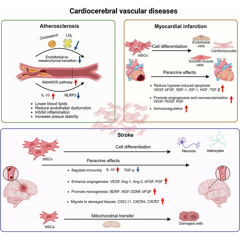 sigtrans_sttt's tweet image. Scientists highlight the therapeutic promise of #MSCs in #RegenerativeMedicine, detailing their molecular mechanisms and #immunomodulatory effects, while addressing safety, efficacy, and challenges in MSC-based drug development. @CAS__Science

#STTT: doi.org/10.1038/s41392…