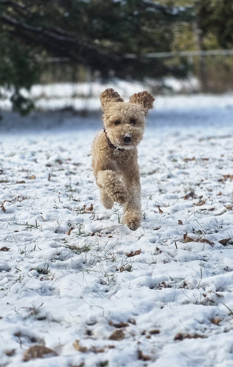 WalkinDogwalk's tweet photo. Carmy enjoying the snow while it lasted!
❤️🐾❄️🌨🐶🐕❤️
#FriYAY #minigoldendoodle #flyingdogs #walkinthedog https://t.co/BbHpzkAT9b