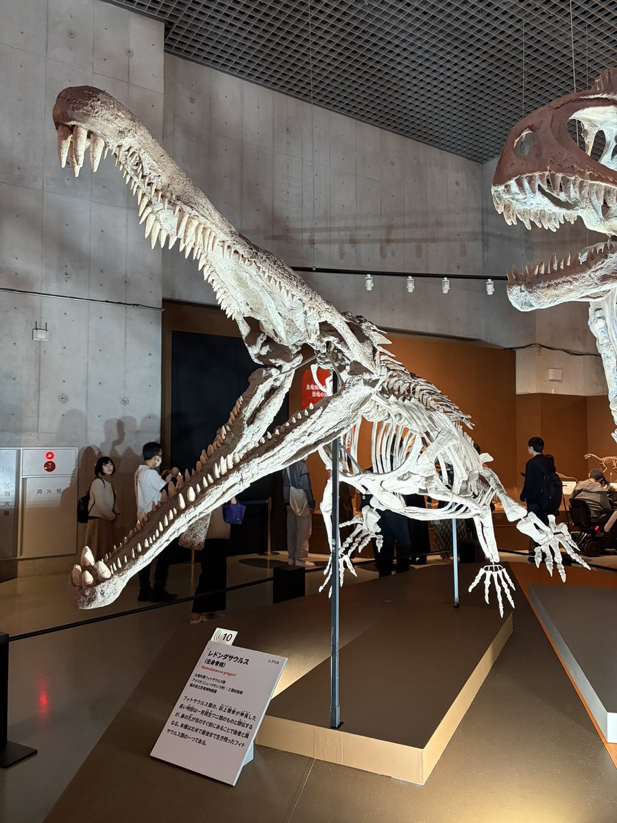 金曜日だから化石貼る #FossilFriday “#大絶滅展”に展示されていた