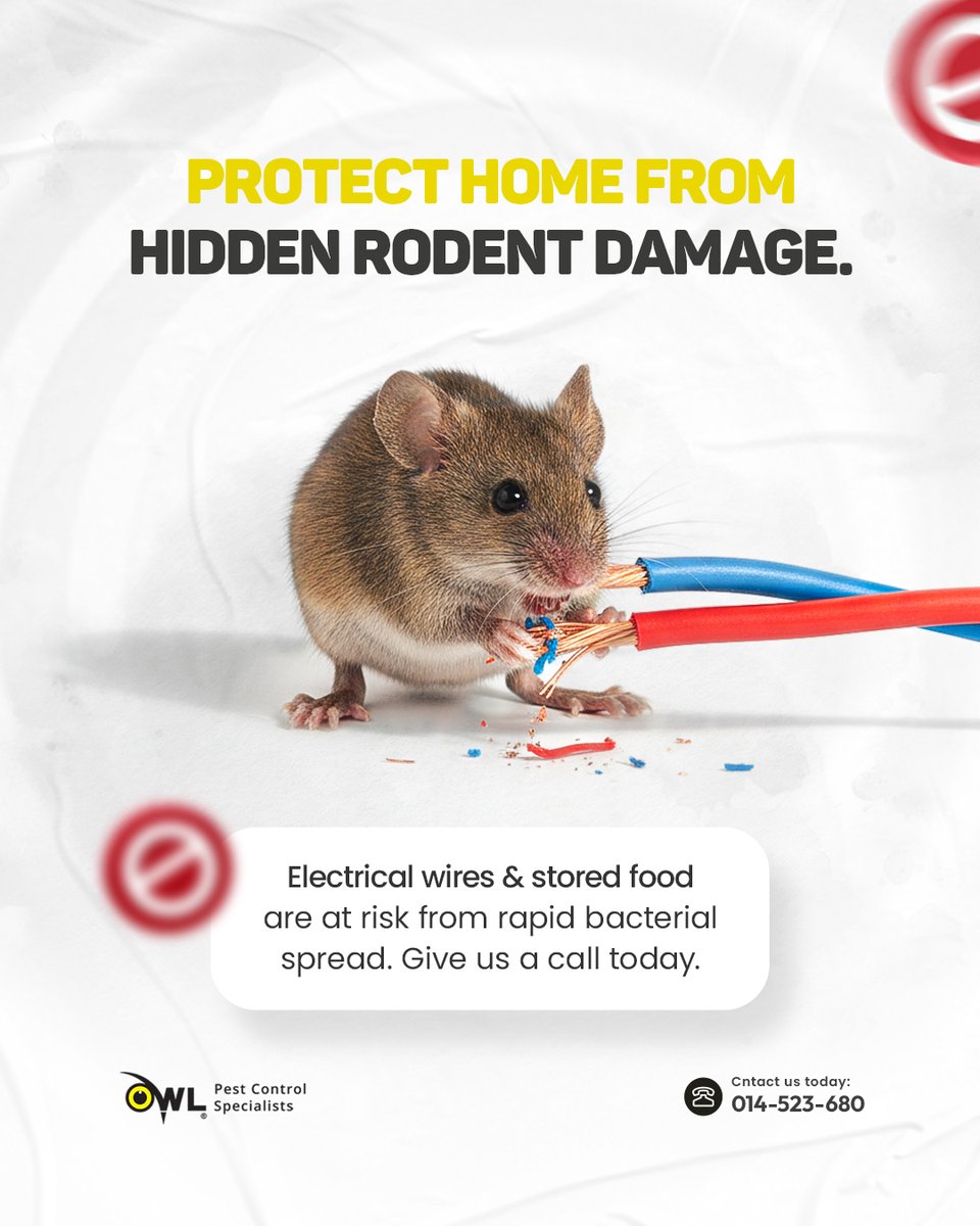 owlpestcontrol's tweet image. 🐀 Protect Your Home from Hidden Rodent Damage.
Rodents don’t just nibble; they chew wires, spread bacteria, and contaminate food fast. Don’t wait until it’s too late; safeguard your home today.
📞 (01) 452-3680
#RodentControl #PestControlDublin #OwlPestControl