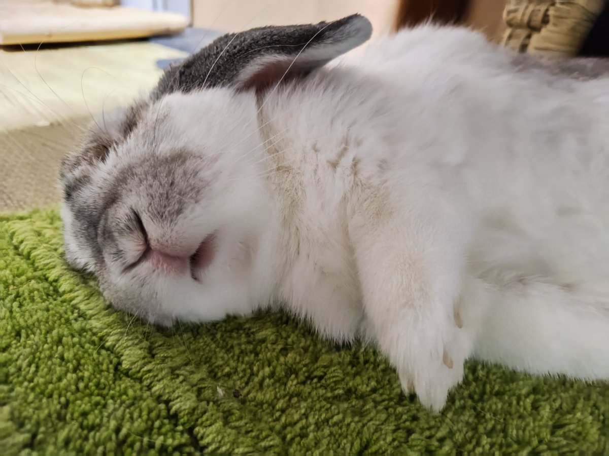 うさぎさん むみすけ (@mumisuke36) / Posts / X