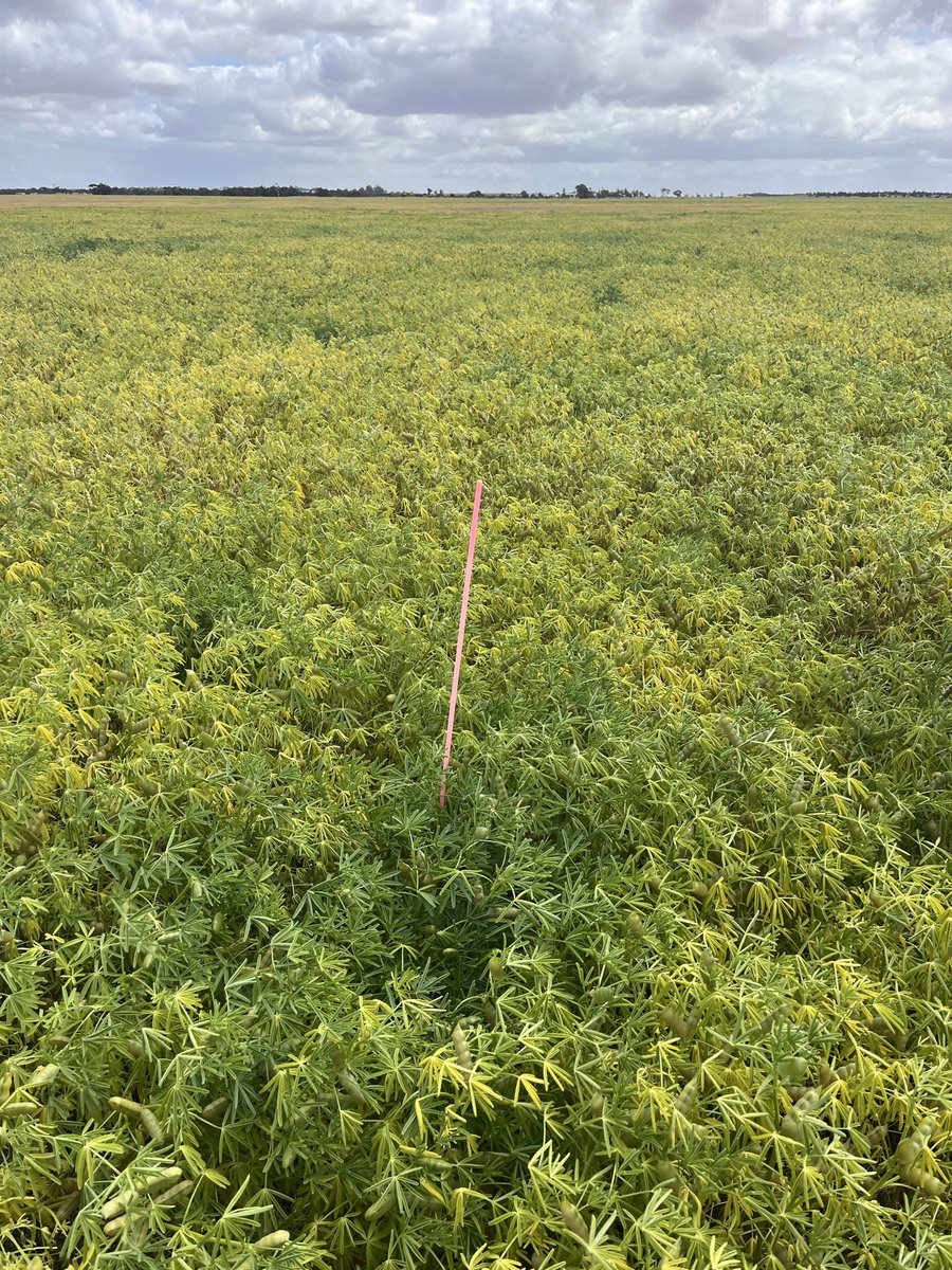 Bindi Isbister tweet media