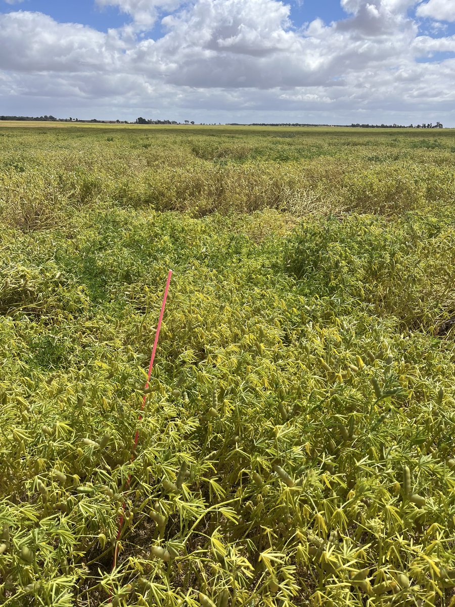 Bindi Isbister tweet media