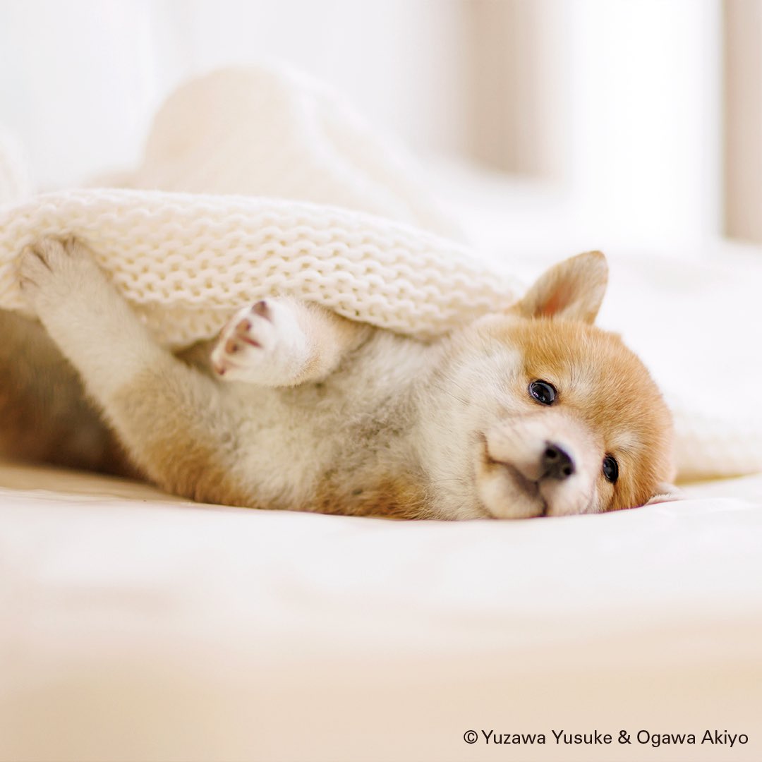 info_calendar's tweet photo. 眠いの〜？
#カレンダー倶楽部 #こいぬ #犬 #いぬ #ワンコ #こいぬカレンダー #柴犬 #こしば #yuzawayusuke #ogawaakiyo #2026カレンダー #犬好きさんと繋がりたい https://t.co/os2OGzwrcx