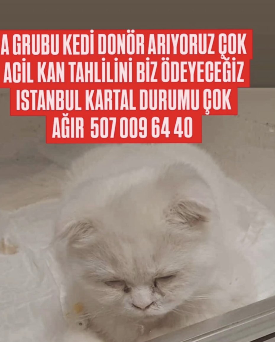 ACİL KAN‼️ <a href="/ozlemeyin/">Özlem 🐾</a> <a href="/aysembg2/">aysembg👩🏻‍🏫👩🏻‍🔬👩🏻‍💻🐅🐯🐈‍⬛</a> <a href="/mutlulukapsu/">Kapsül 💊</a> <a href="/CPatileri38848/">Çiğdem’in Patileri</a> <a href="/SeherCveS/">Seher🐾</a> <a href="/PeynirandPolo/">Beyaz Peynir(ama vegan)</a> <a href="/womanchildanima/">sokak hayvanlarına destek</a> <a href="/bazinga_su/">AyBenŞok</a> <a href="/cerenakca92/">ceren akca_35</a> <a href="/masallahtigera/">luna🍒 #boykot</a> <a href="/mixomixx/">| •mix🐈‍⬛🌗</a> <a href="/atadanarzu/">Arzu🇹🇷</a> <a href="/Kedilerbasti/">T.C. Billur M</a> <a href="/denizcyo/">Deniz</a> <a href="/masum_gozler/">Masum Gözler</a> <a href="/lvl99foxmancer/">lvl99 Foxmancer</a> <a href="/SpektNa/">na</a> <a href="/Thegodslayer88/">Gisela the Godslayer 😼😼</a> <a href="/beybilolii/">Hilal🌙</a> <a href="/wishblondecat/">Dilek ENGİN</a>