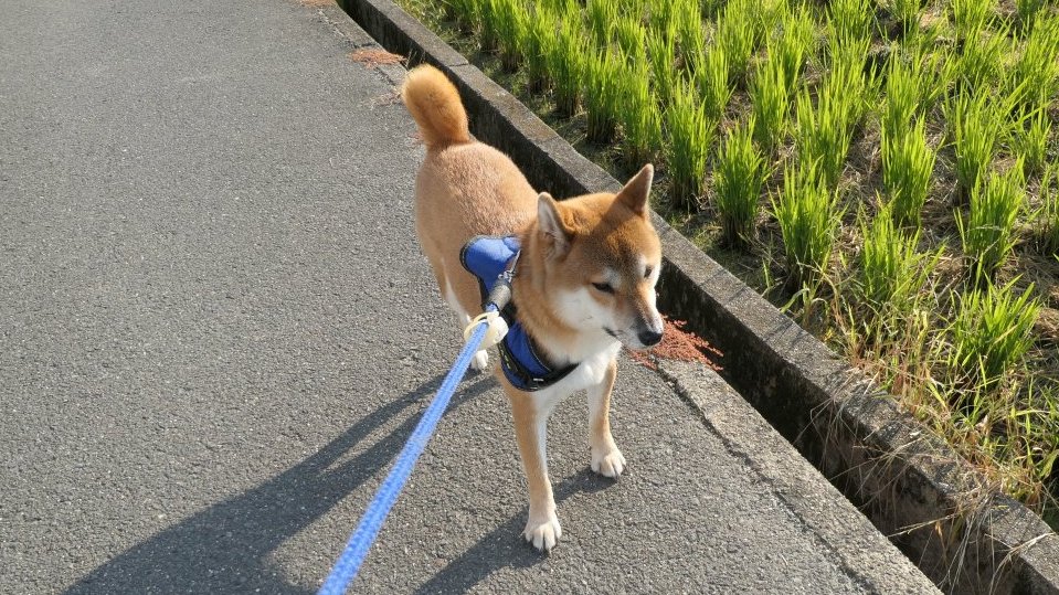 しばライオンページ PICTWANカレンダー2026 柴【L判】