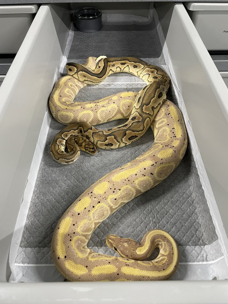 δ7Ballpython (@Delta7BP) / Posts / X