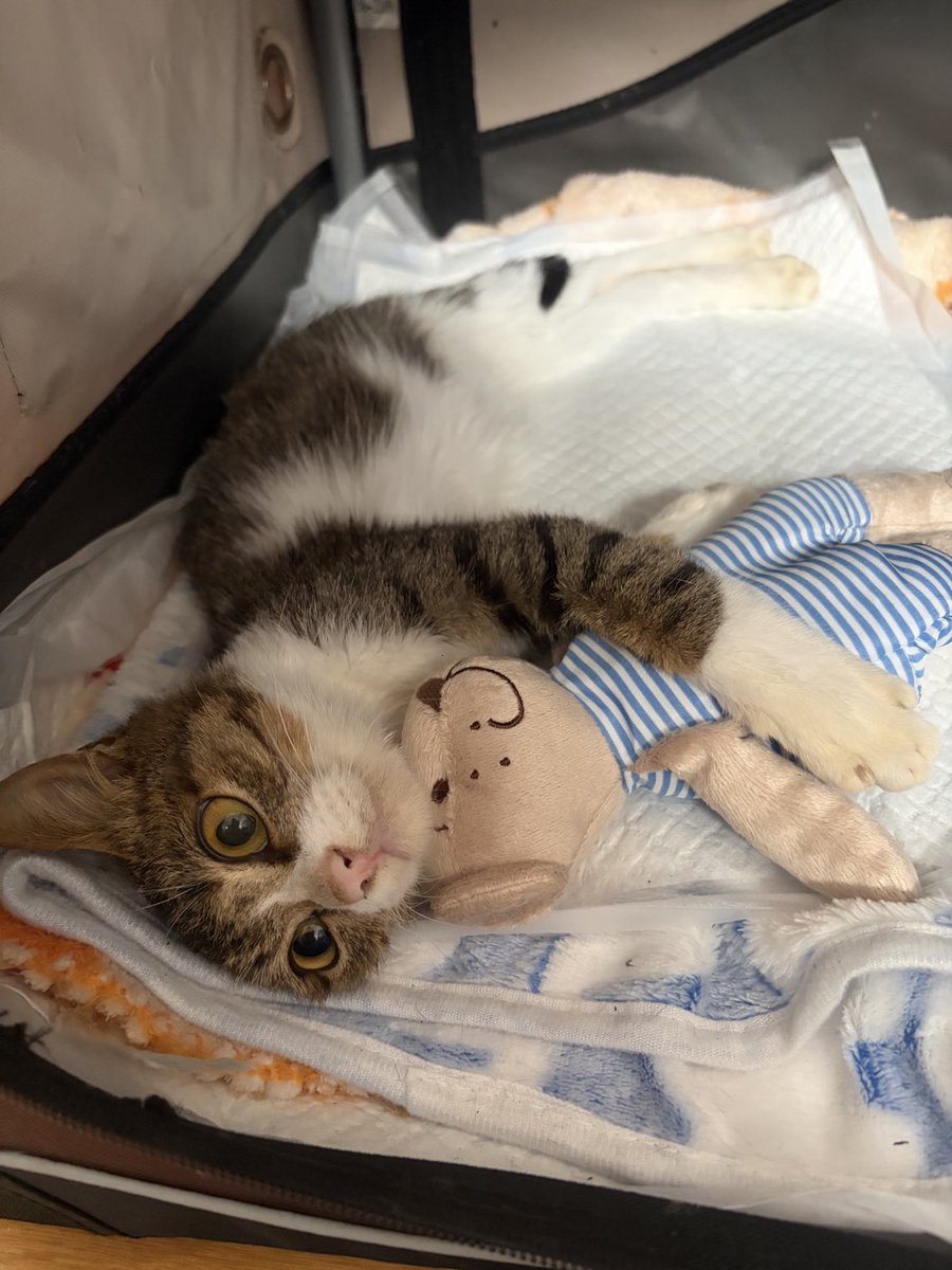 今日はパートの後、保護猫ボランティアに行って来ました。
写真は寝たきり子猫のホープ君です。なんと、保護されて4日目、前足だけですが立つことができました！🥹
まだまだガリガリだけど沢山食べて元気になってね❤️