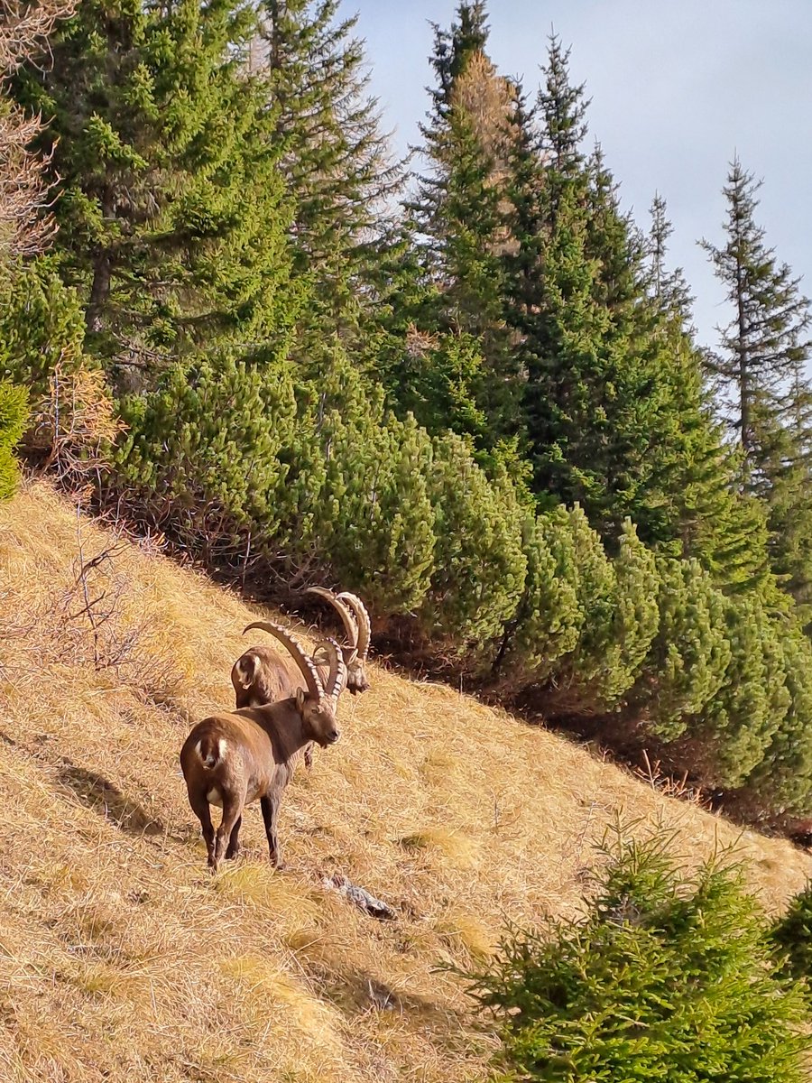 _strshlen's tweet image. Eisenerzer Alps 🇦🇹