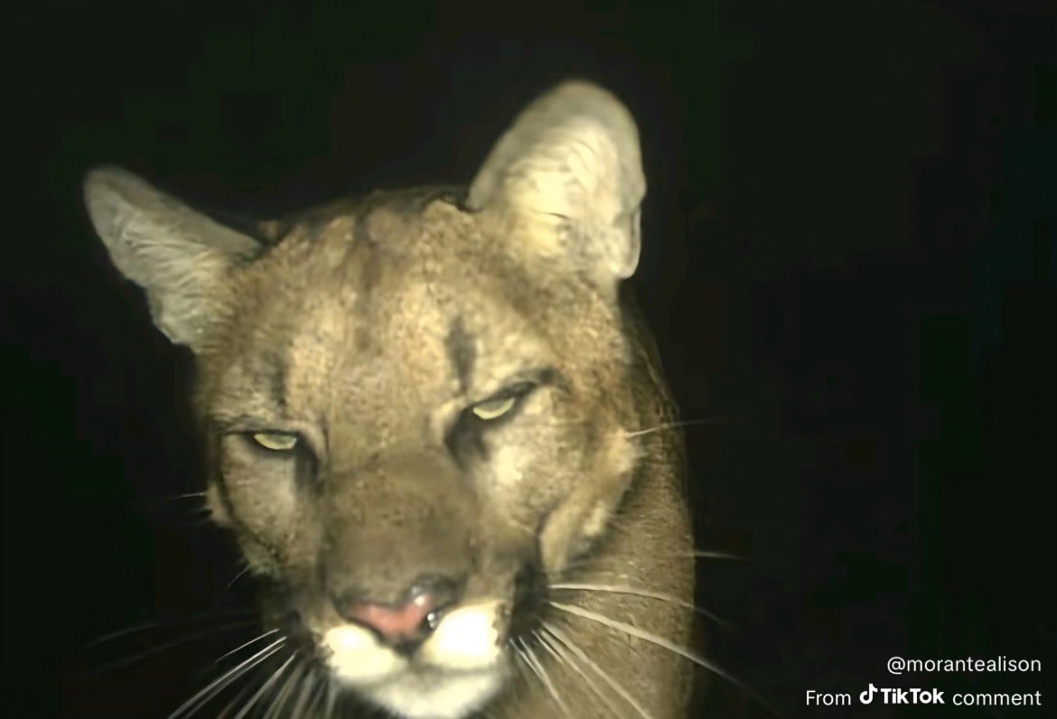smokey eyes…. welcome back lioness
