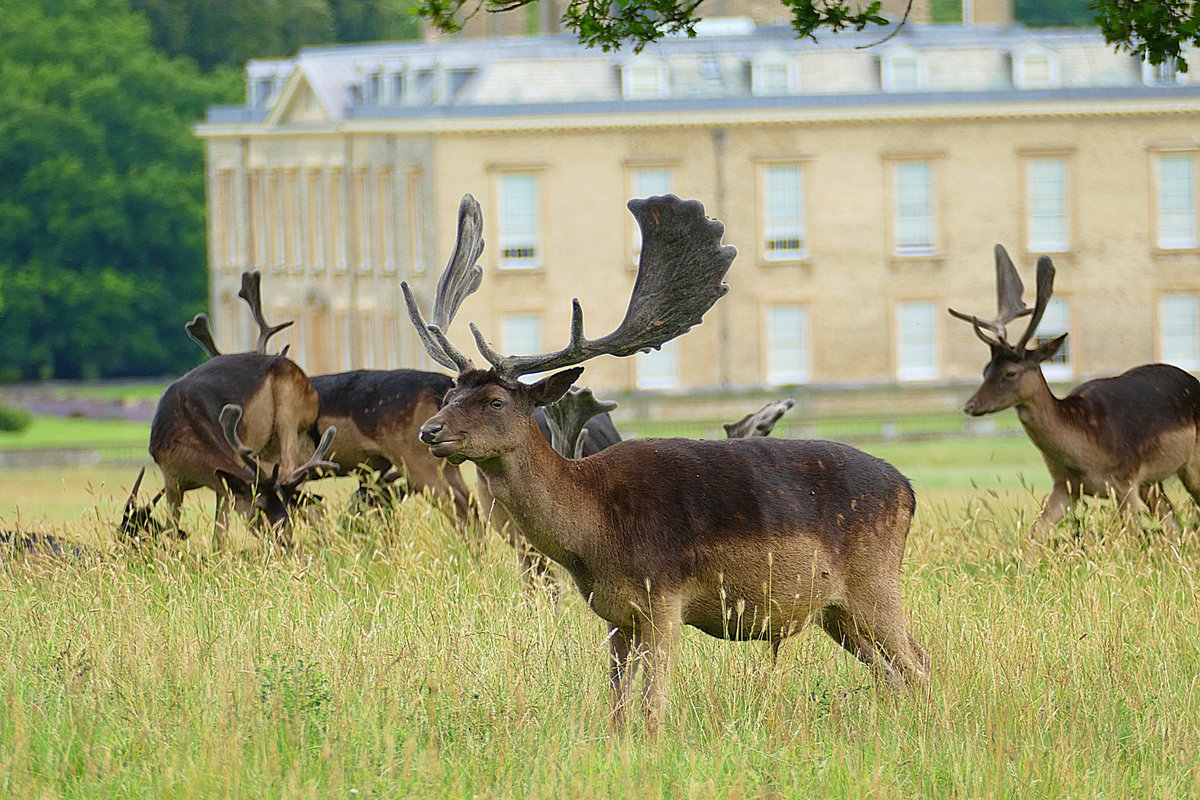 Part of the magnificent Fallow herd in Althorp park from 2023.