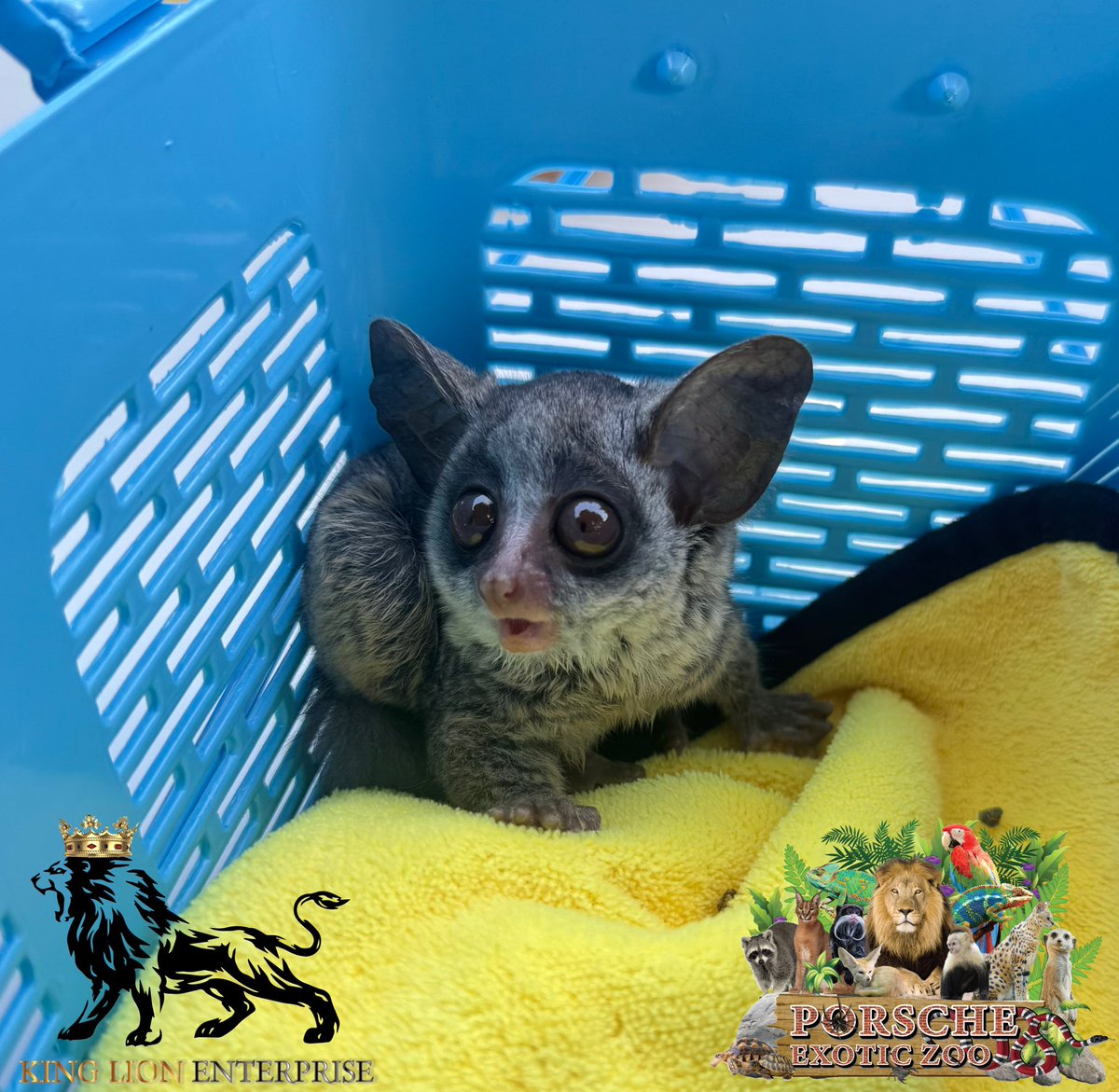 Porsche_shop99's tweet image. 💖บุชเบบี้ ตัวน้อย หน้าตาน่ารักจิ้มลิ้มแบบนี้ พี่ๆถูกใจมั้ยคะ🙏🏻

👋🏻Little Bush Baby, with such a cute and adorable face, do you like it?🏡

#porscheexoticzoo 
#porscheexoticzooadmin 
#bushbaby