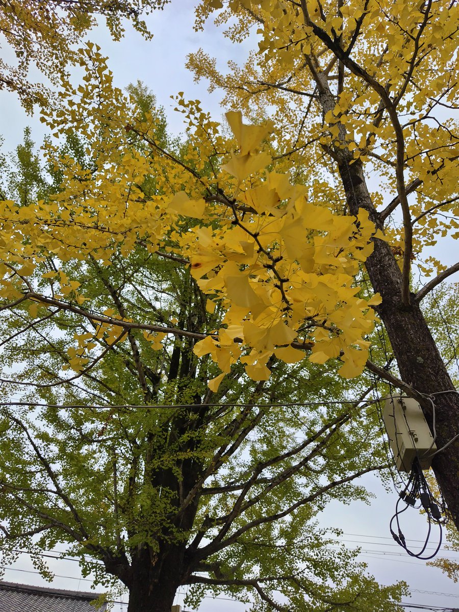 mky5581's tweet photo. Gingko leaves are turning green to yellow. https://t.co/PZ1dLHveIS