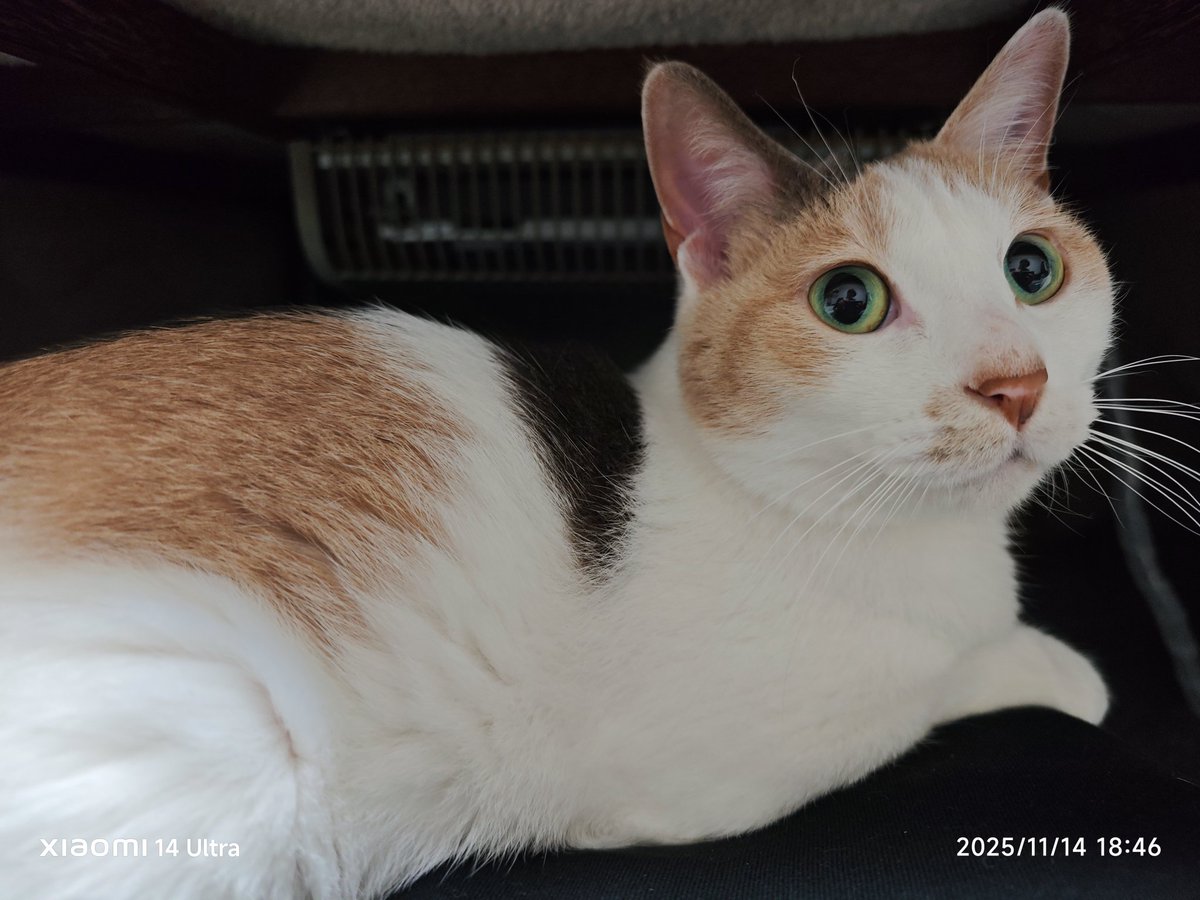 codama_fa's tweet image. うちに来て4年経った猫