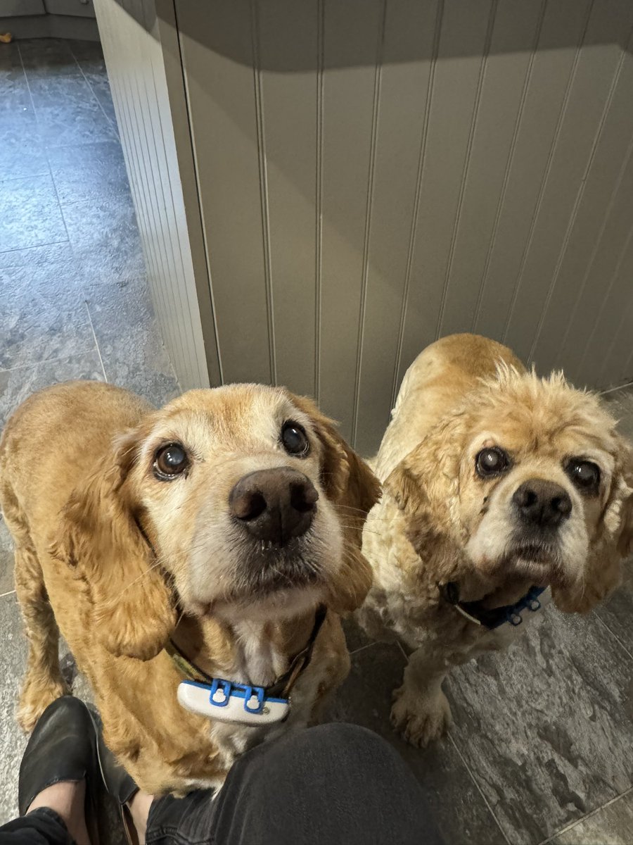 SpanielsSuper's tweet photo. Hello mum
#InterestingSmells #TreatsIncoming https://t.co/ZFCdhu1w8s