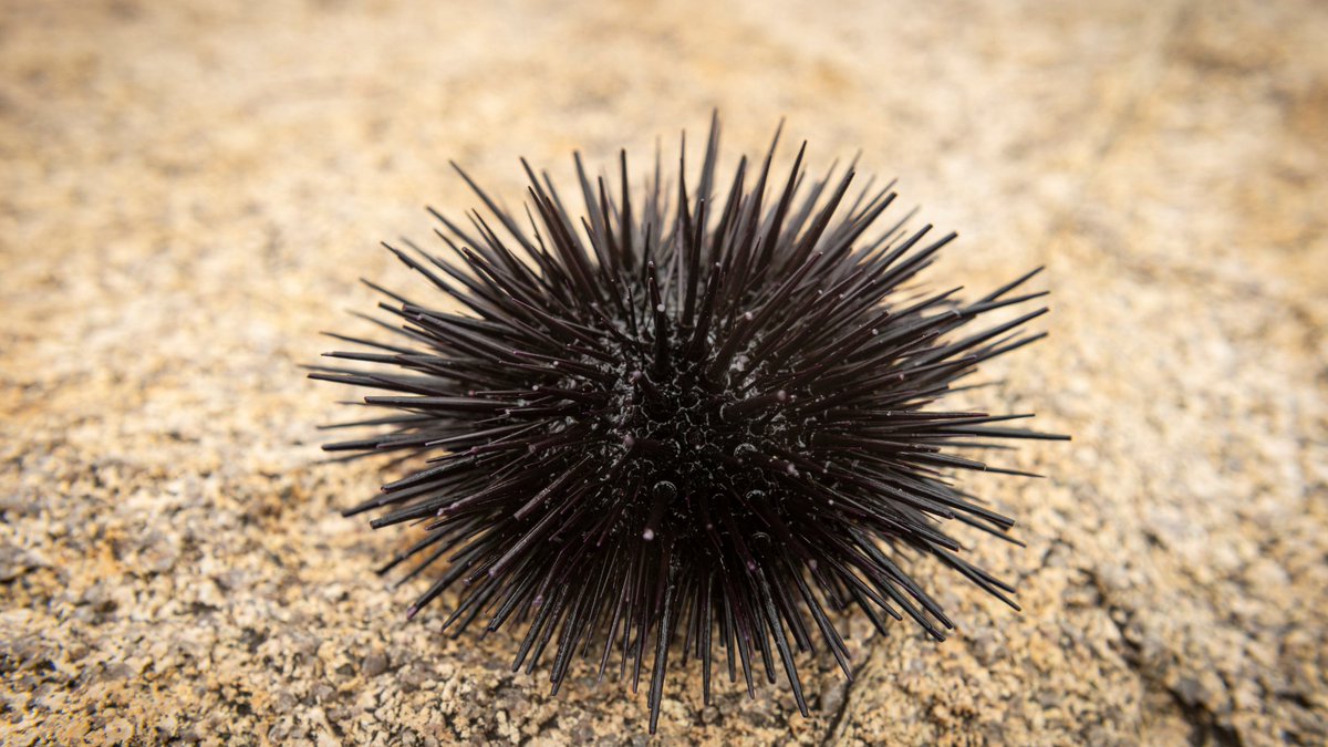 ウニは全身が「脳」でできた動物だった
nazology.kusuguru.co.jp/archives/188032

独MfNらはウニの体はまるごと一つの「巨大な脳」なような状態であると発表。研究者たちはこの状態を「全身脳」と名付けました。ウニは脳がないのではなくむしろ全身が脳として機能していたようです。