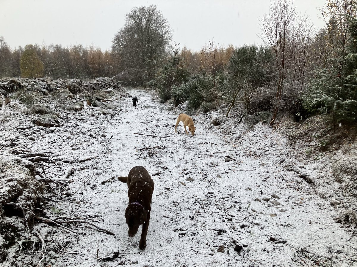 Lynn Valentine tweet media