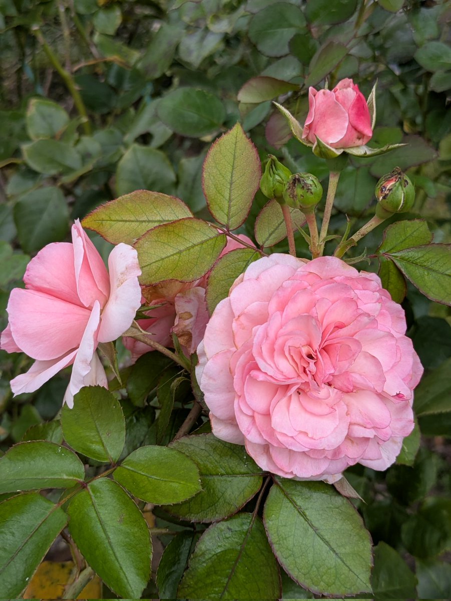 ⭐️プロフ必読⭐️ローズガーデン⭐️ ローズガーデン